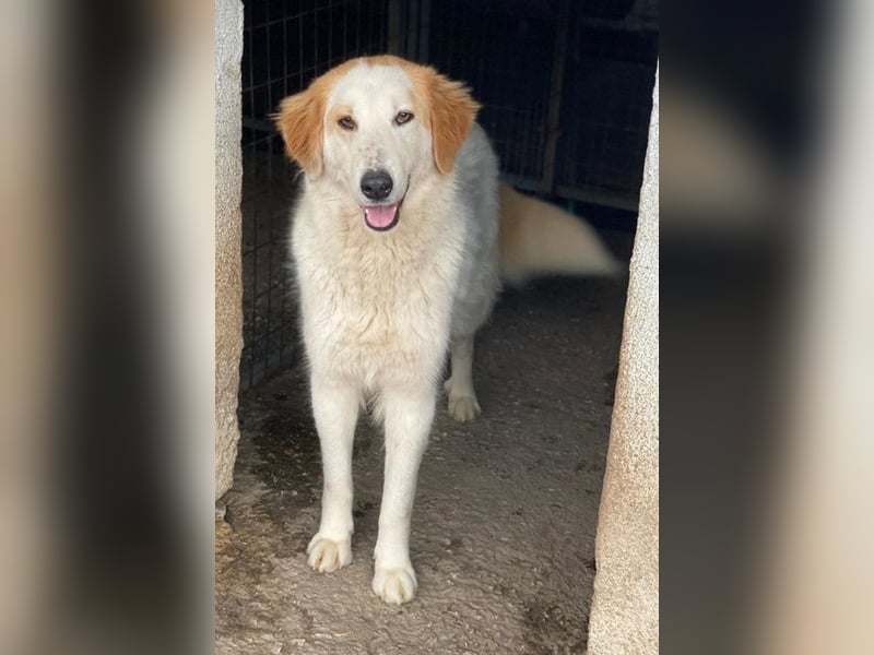 Tobby, geb. ca. 11/2022, lebt in GRIECHENLAND, im städt. Tierheim Serres