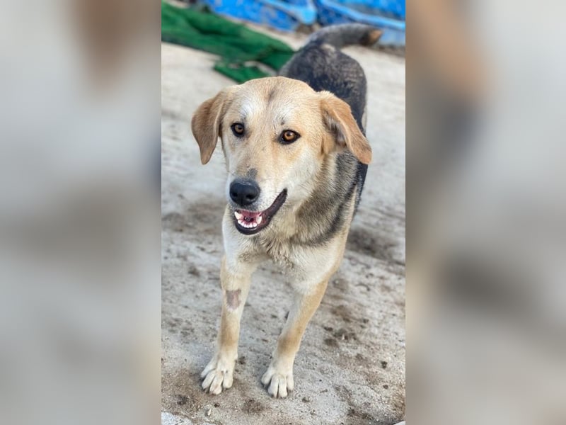 Ciri, geb. ca. 05/2024, lebt in GRIECHENLAND, im städt. Tierheim Serres