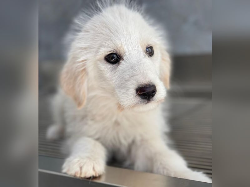 Zucker, geb. ca. 01/2026, lebt in GRIECHENLAND, auf einer privaten Pflegestelle