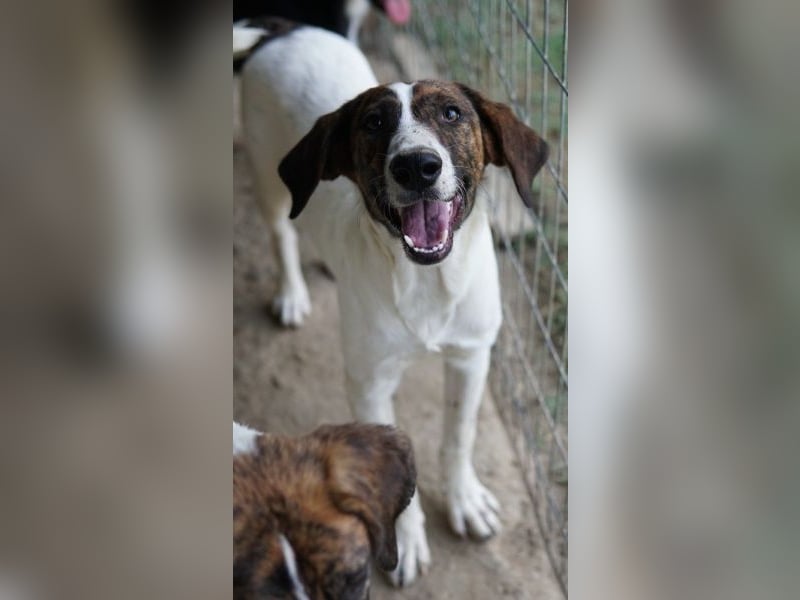 Ubena, geb. ca. 02/2025, lebt in GRIECHENLAND, auf einer privaten Pflegestelle