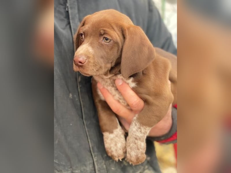 Castanea, geb. ca. 11/2025, lebt in GRIECHENLAND, auf einer privaten Pflegestelle