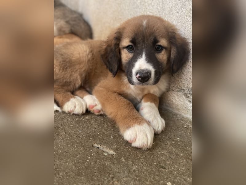 Mirok, geb. ca. 09/2025, lebt in GRIECHENLAND, im städt. Tierheim Serres