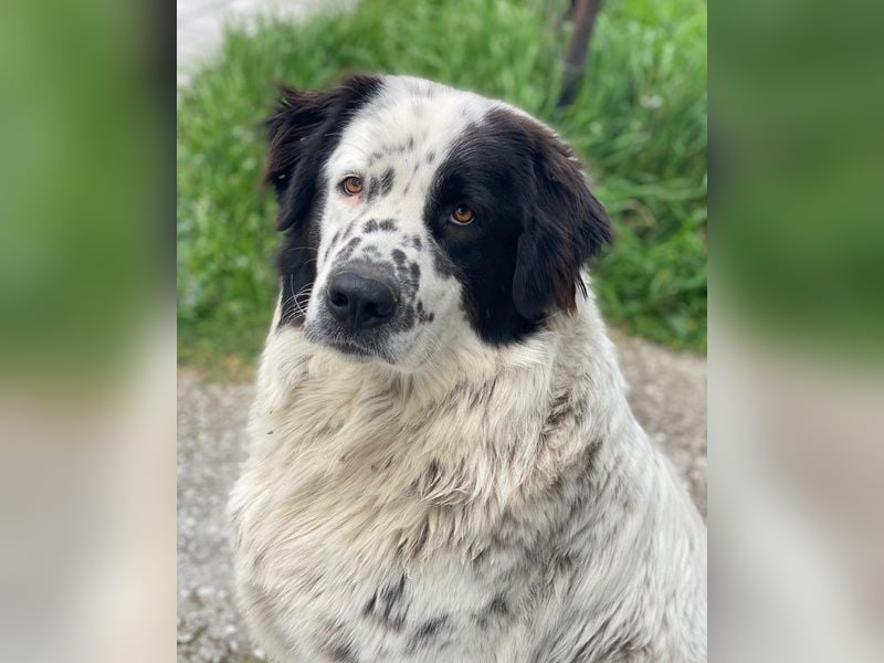 Blossom, geb. ca. 09/2024, lebt in GRIECHENLAND, beim städt. Tierheim Serres