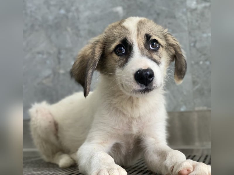 Malea, geb. ca. 04/2024, lebt in GRIECHENLAND, im städt. Tierheim Serres