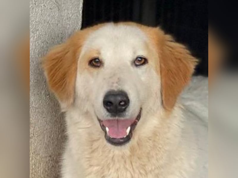 Tobby, geb. ca. 11/2022, lebt in GRIECHENLAND, im städt. Tierheim Serres