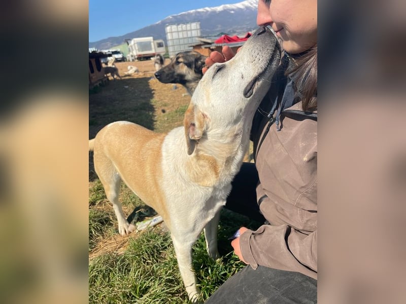 Ikarus, geb. ca. 04/2019, lebt in GRIECHENLAND, auf einem Gelände, wird notdürftig versorgt