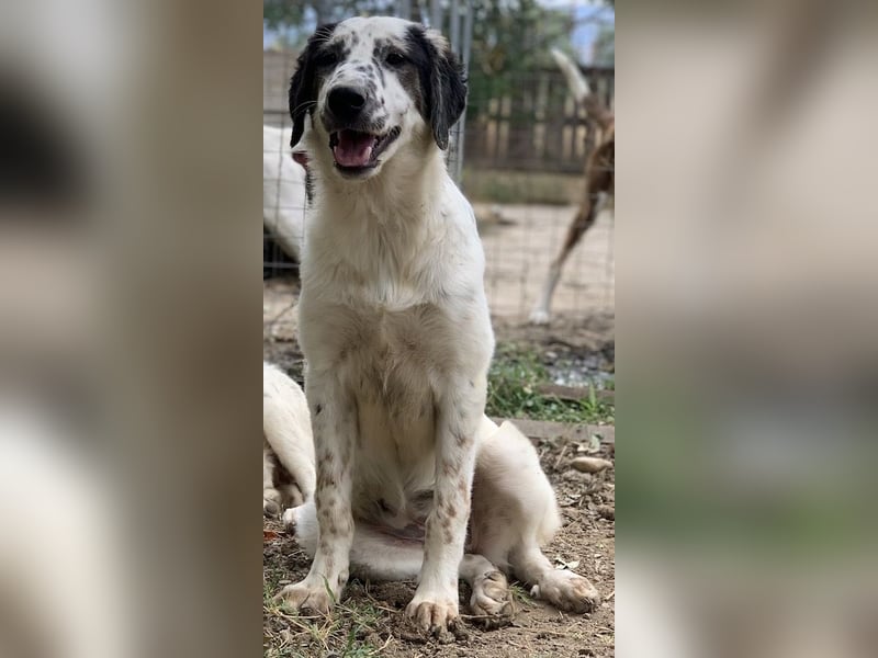 Lime, geb. ca. 02/2023, lebt in GRIECHENLAND, auf einer privaten Pflegestelle