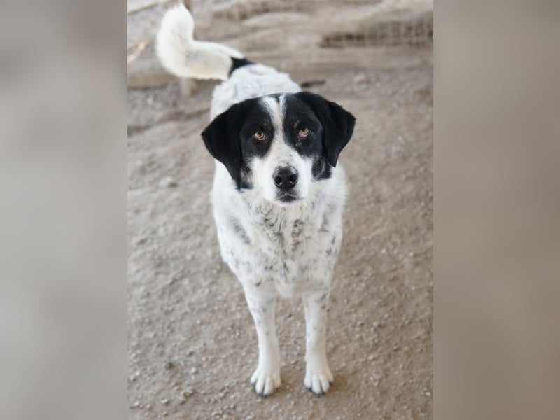 Amaya, geb. ca. 02/2023, lebt in GRIECHENLAND, im städt. Tierheim Serres