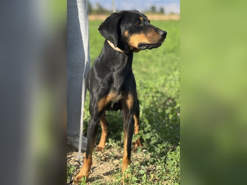 Zwölf, geb. ca. 10/2021, lebt in GRIECHENLAND, auf einer privaten Pflegestelle