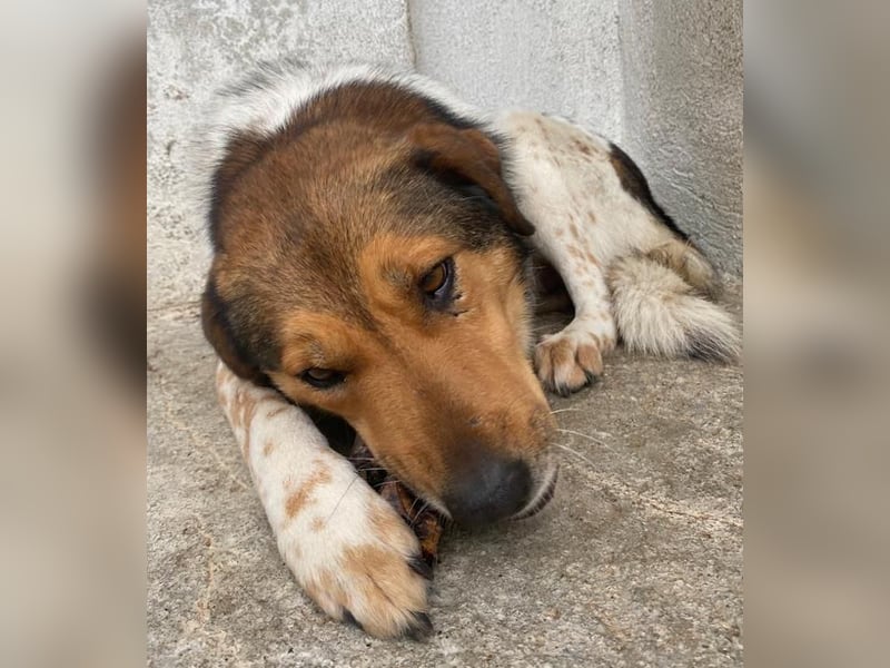 Noah, geb. ca. 10/2020, lebt in GRIECHENLAND, im städt. Tierheim Serres