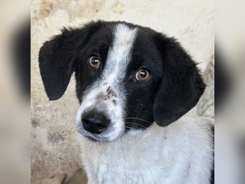 Amora, geb. ca. 03/2024, lebt in GRIECHENLAND, auf einer privaten Pflegestelle