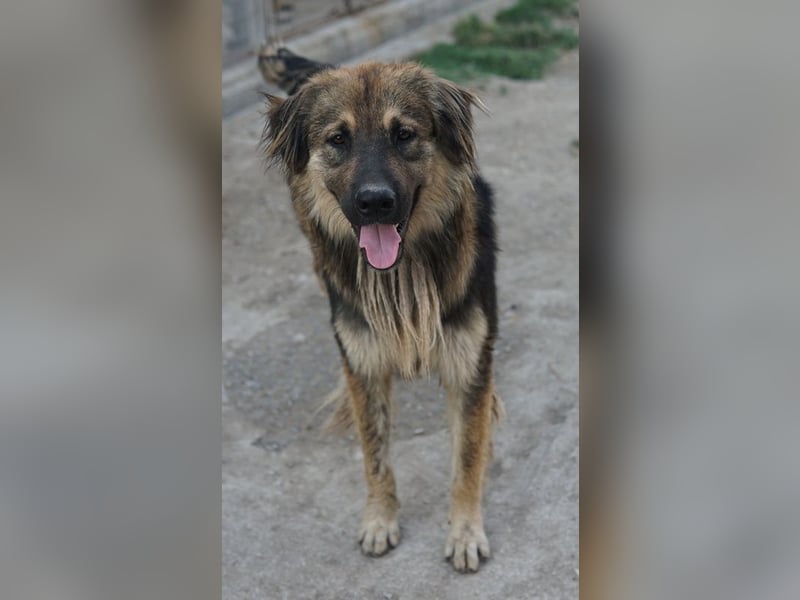 Felix, geb. ca. 03/2024, lebt in GRIECHENLAND, im städt. Tierheim Serres