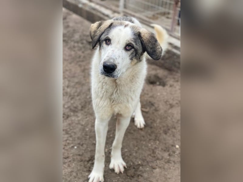 Aron, geb. ca. 02/2024, lebt in GRIECHENLAND, im städt. Tierheim Serres