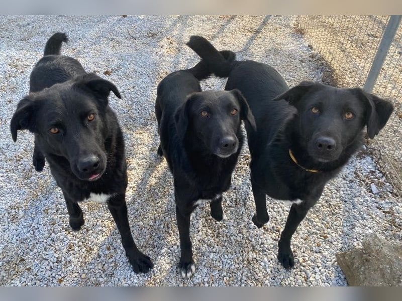 Dakar, geb. ca. 01/2019, lebt in GRIECHENLAND, im städt. Tierheim Serres