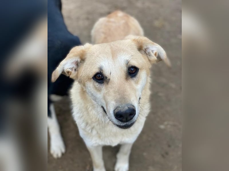 Myanmar, geb. ca. 01/2024, lebt in GRIECHENLAND, auf einer privaten Pflegestelle