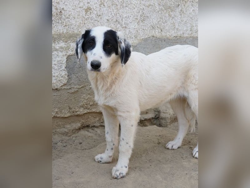 Sauvignon Blanc, geb. ca. 09/2025, lebt in GRIECHENLAND, auf einer privaten Pflegestelle