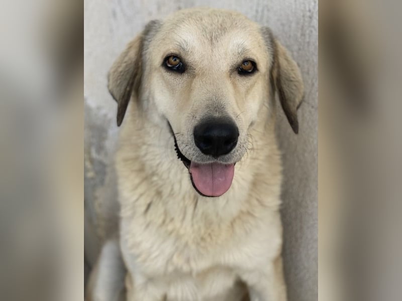 Lanea, geb. ca. 08/2023, lebt in GRIECHENLAND, im städt. Tierheim Serres