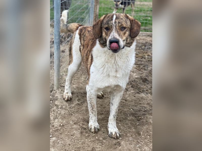 Timo, geb. ca. 12/2023, lebt in GRIECHENLAND, im städt. Tierheim Serres