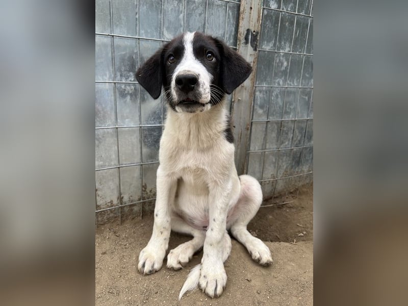 Sandor, geb. ca. 05/2024, lebt in GRIECHENLAND, auf einer privaten Pflegestelle