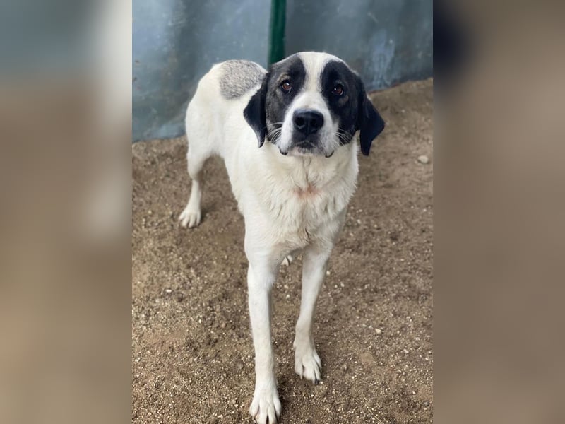 Marinara, geb. ca. 01/2025, lebt in GRIECHENLAND, auf einer privaten Pflegestelle