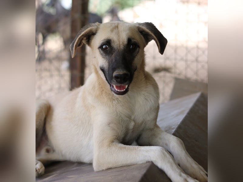 Carlchen, geb. ca. 03/2023, lebt in GRIECHENLAND, im städt. Tierheim Serres