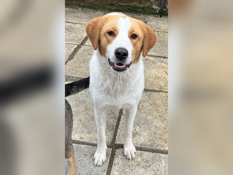 Laola, geb. ca. 05/2024, lebt in GRIECHENLAND, auf einem Gelände, wird notdürftig versorgt