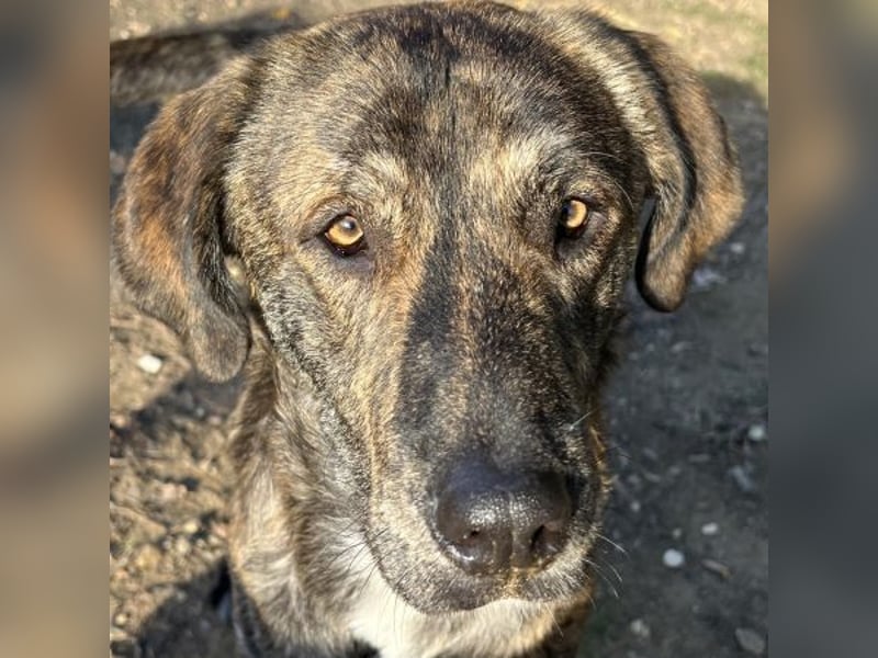 Petri, geb. ca. 04/2024, lebt in GRIECHENLAND, auf einem Gelände, wird notdürftig versorgt