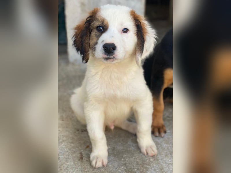 Fidi, geb. ca. 08/2025, lebt in GRIECHENLAND, im städt. Tierheim Serres