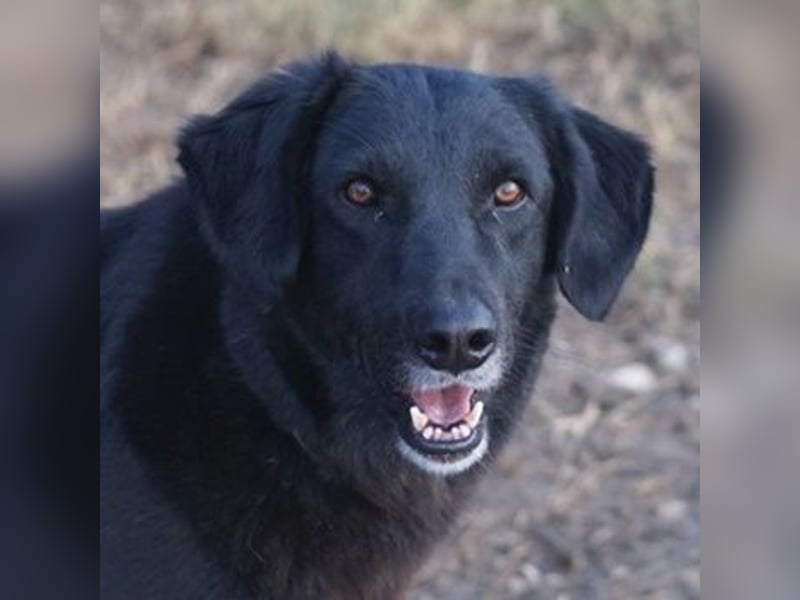 Swarzi, geb. 02/2018, lebt in GRIECHENLAND, im städt. Tierheim Serres