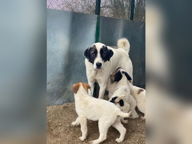 Marinara, geb. ca. 01/2025, lebt in GRIECHENLAND, auf einer privaten Pflegestelle