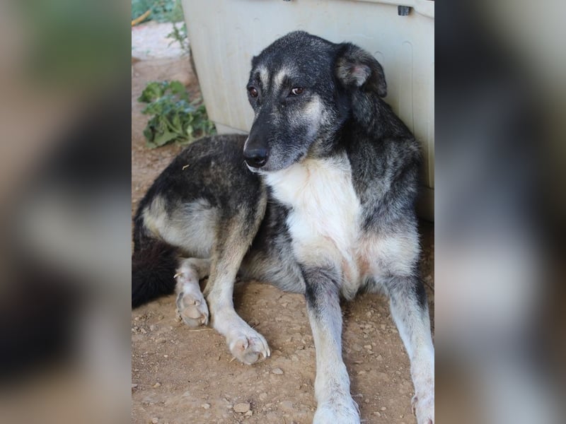 Nancy, geb. ca. 03/2019, lebt in GRIECHENLAND, auf einem Gelände, wird notdürftig versorgt