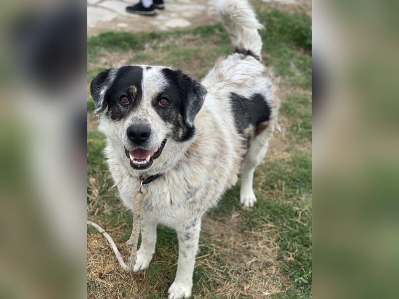 Pavlos, geb. ca. 05/2021, lebt in GRIECHENLAND, auf einer privaten Pflegestelle