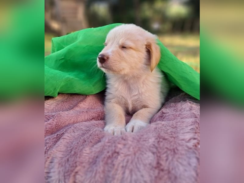  Fluffy-Boo, geb. ca. 04/2026, lebt auf einer Pflegestelle in 44651 Herne