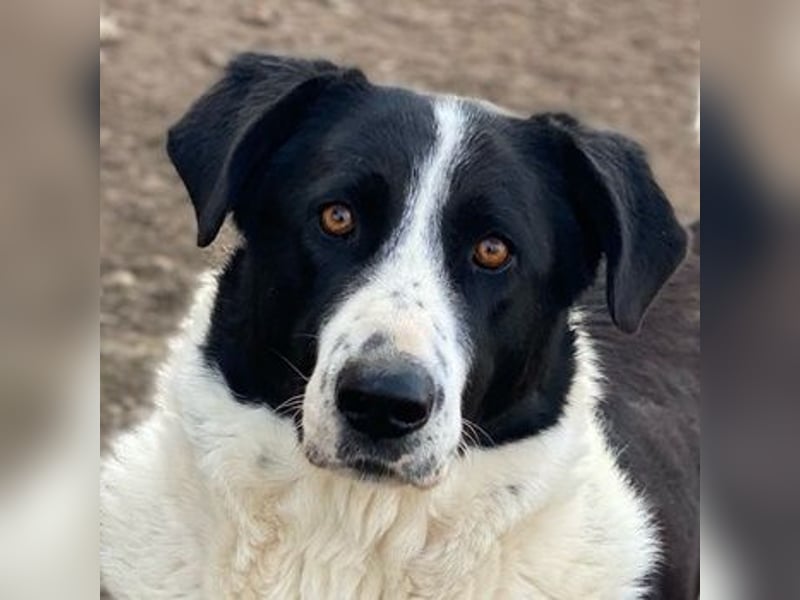 Franka, geb. ca. 06/2019, lebt in GRIECHENLAND, im städt. Tierheim Serres