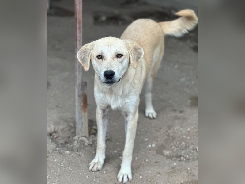 Shaggy, geb. ca. 04/2025, lebt in GRIECHENLAND, im städt. Tierheim Serres