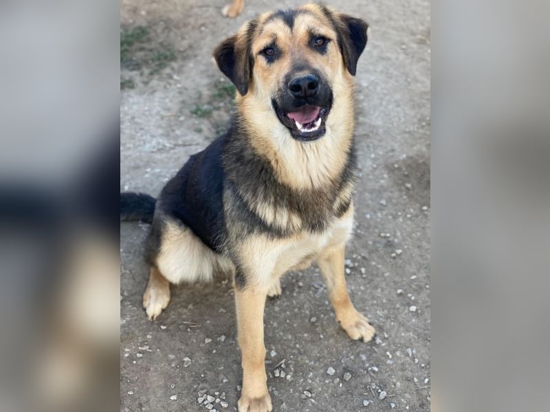 Elphaba, geb. ca. 07/2025, lebt in GRIECHENLAND, im städt. Tierheim Serres