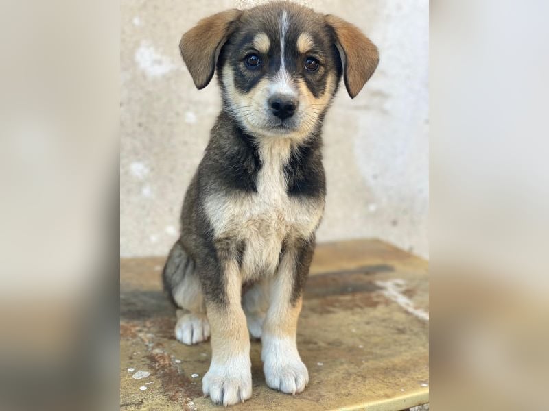 Sissy, geb. ca. 03/2026, lebt in GRIECHENLAND, auf einer privaten Pflegestelle