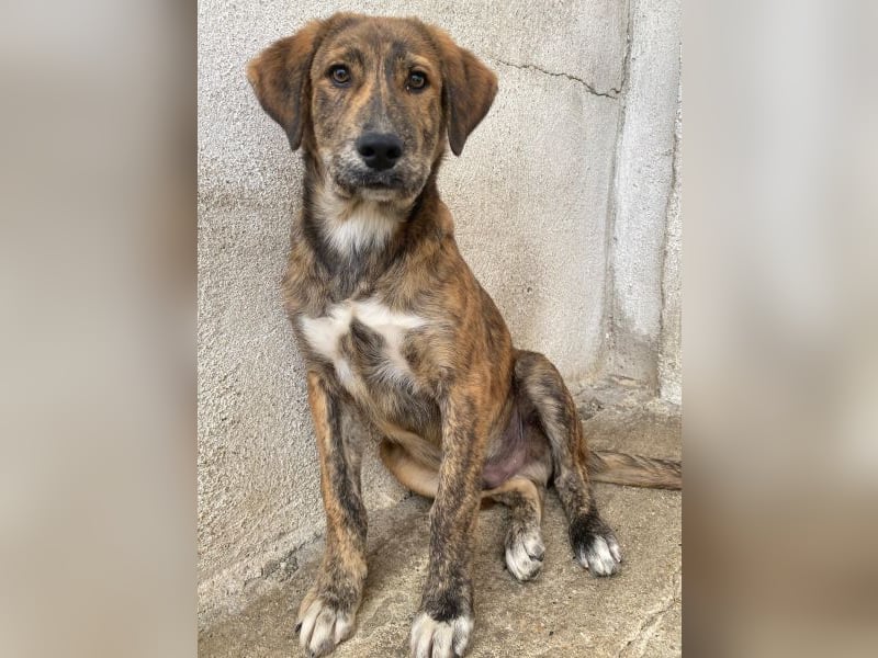 Fiyero, geb. ca. 07/2025, lebt in GRIECHENLAND, im städt. Tierheim Serres