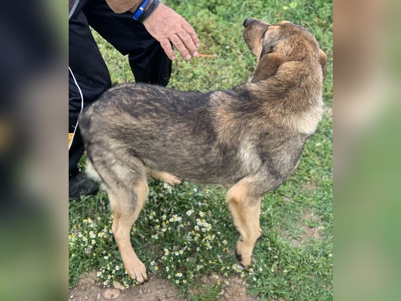 Bruno, geb. ca. 05/2020, lebt in GRIECHENLAND, auf einer privaten Pflegestelle