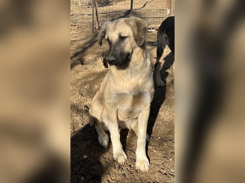 Bangladesh, geb. ca. 01/2024, lebt in GRIECHENLAND, auf einer privaten Pflegestelle