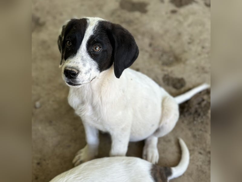 Utha, geb. ca. 02/2025, lebt in GRIECHENLAND, auf einer privaten Pflegestelle