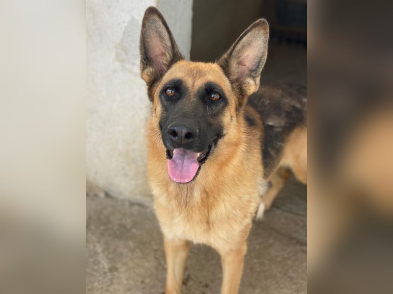 Wilma, geb. ca. 04/2021, lebt in GRIECHENLAND, im städt. Tierheim Serres