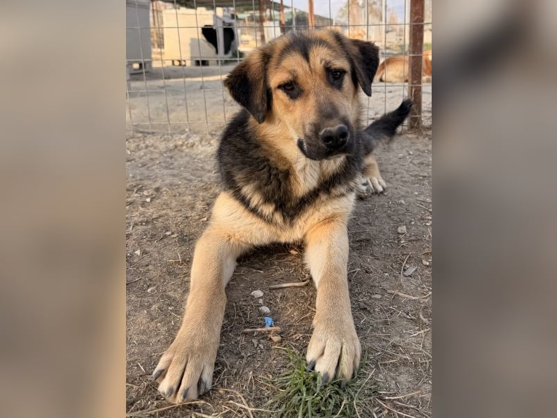 Elphaba, geb. ca. 07/2025, lebt in GRIECHENLAND, im städt. Tierheim Serres