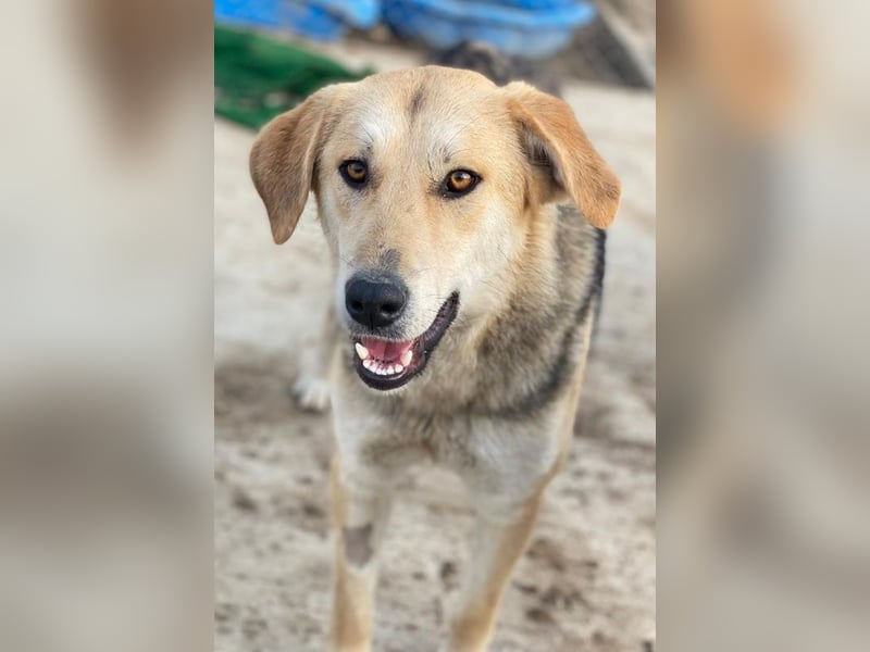 Ciri, geb. ca. 05/2024, lebt in GRIECHENLAND, im städt. Tierheim Serres