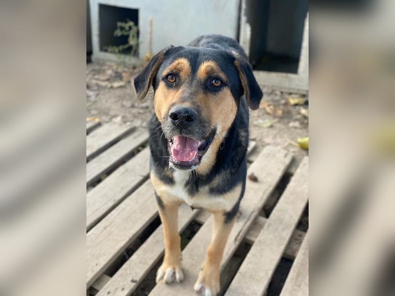 Eppo, geb. ca. 11/2022, lebt in GRIECHENLAND, im städt. Tierheim Serres