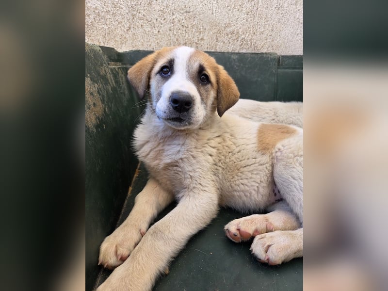 Alma, geb. ca. 02/2026, lebt in GRIECHENLAND, im städt. Tierheim Serres