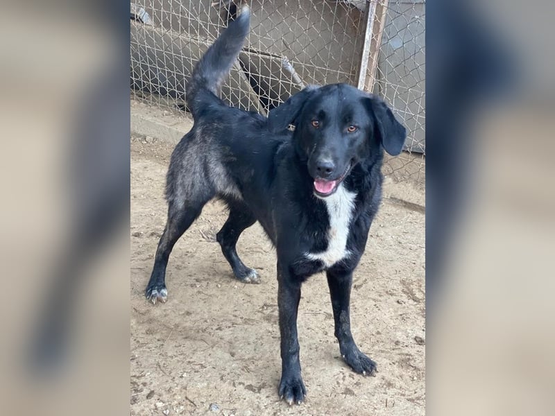 Panthera, geb. ca. 05/2023, lebt in GRIECHENLAND, auf einer privaten Pflegestelle