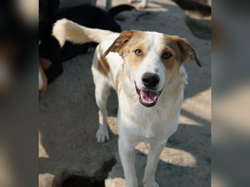 Chico, geb. ca. 10/2024, lebt in GRIECHENLAND, im städt. Tierheim Serres