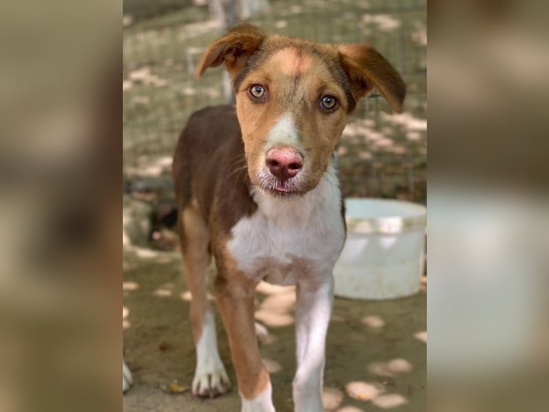 Hardo, geb. ca. 01/2025, lebt in GRIECHENLAND, auf einer privaten Pflegestelle