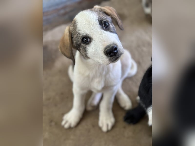 Zengo, geb. ca. 02/2025, lebt in GRIECHENLAND, auf einer privaten Pflegestelle